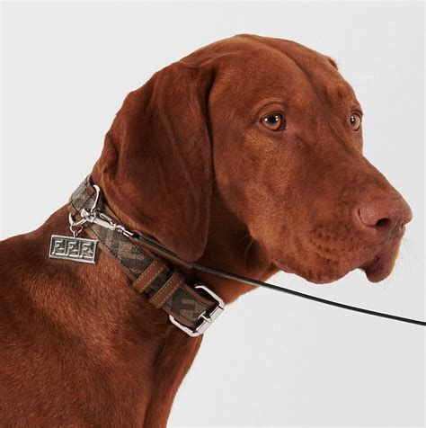 fendi dog collar and leash set|designer inspired dog collar.